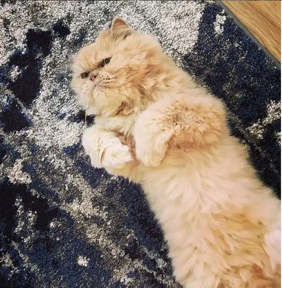Persian Cat lying on the carpet