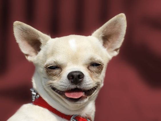 Chihuahua with its smiling goofy face