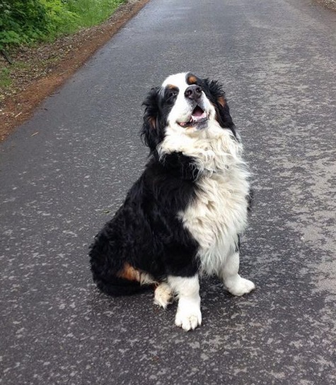 A Bernese Mountain Dog sitting on the road while smiling
