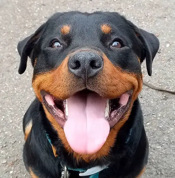 smiling Rottweiler dog