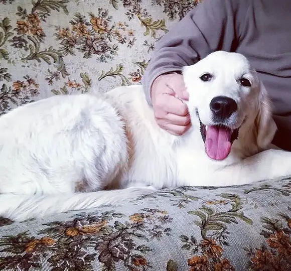 A happy Golden Retriever lying on the couch while being pet by a man sitting beside him