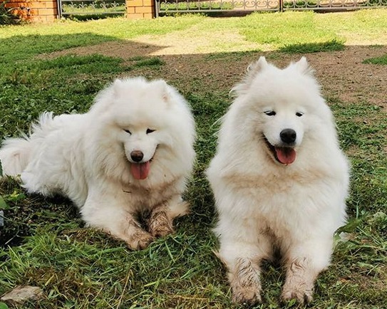 two Samoyed Dogs lying in the yard while smiling with their tongues out