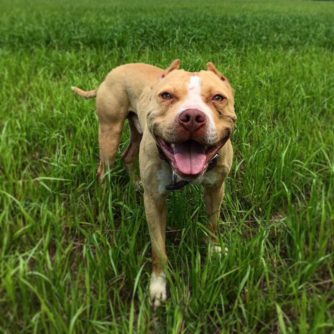 Pit bull standing on the green grass while smiling