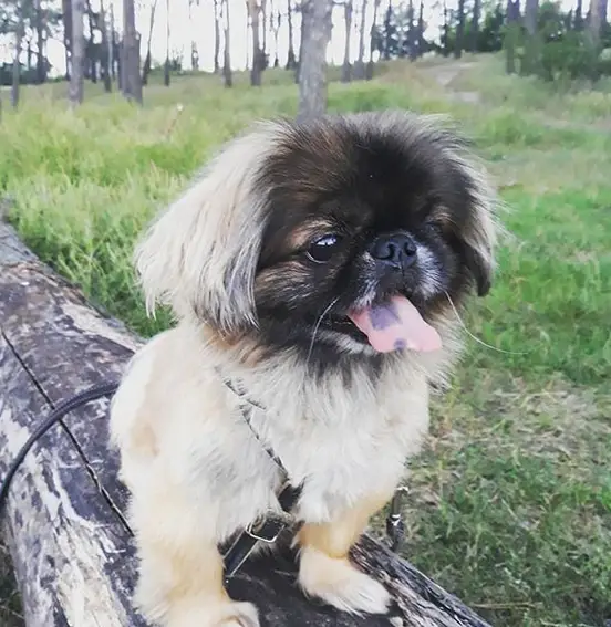 Pekingese standing on top of a laid tree trunk in the forest with its tongue sticking out