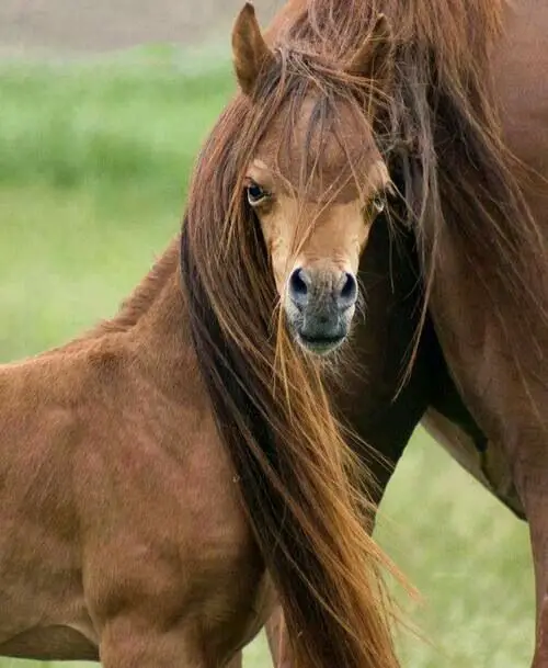 A baby horse with tail of the adult horse over its head making it look like her hair