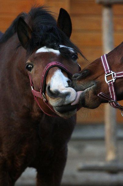 a horse licking the mouth of another horse