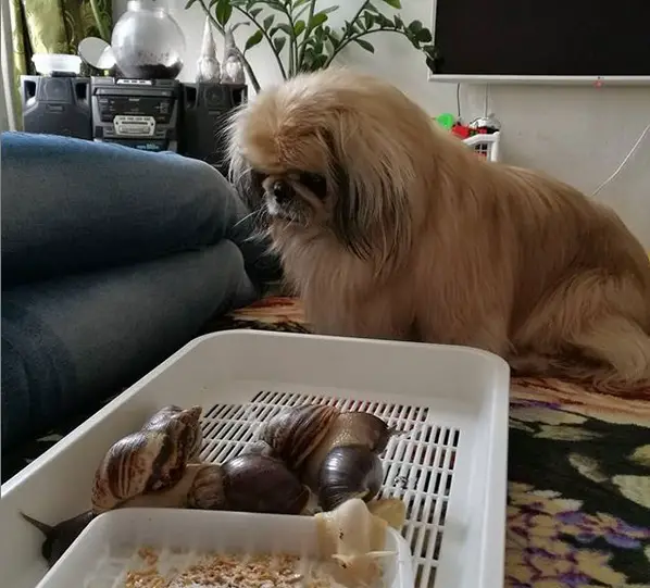 A Pekingese sitting on the floor behind the tray filled with snails