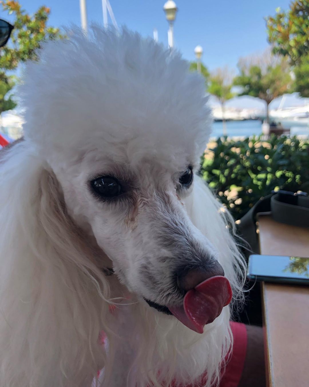 White adult Poodle licking its nose