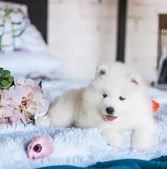 A Samoyed puppy lying on the bed next to the bouquet of flowers