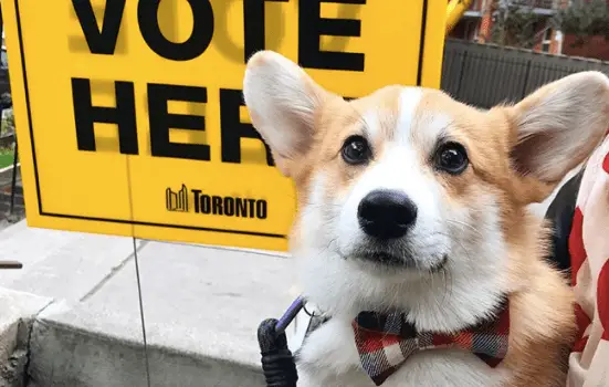 A Corgi being carried by a person with a sign that says - vote here, behind him