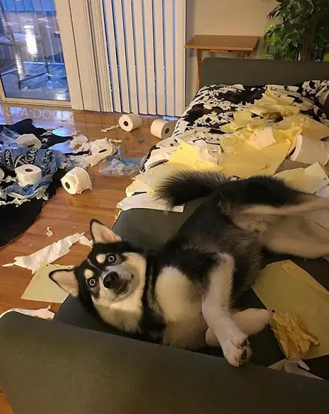 A Husky lying on the couch with torn roll of tissue paper on the floor and behind him