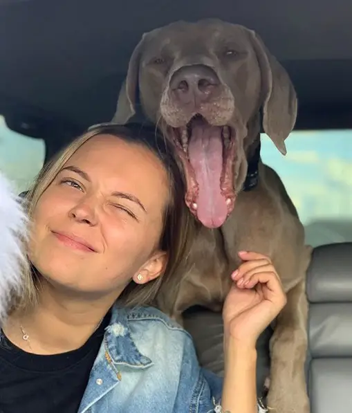 woman sitting on the passenger seat with a yawning Weimaraner behind her