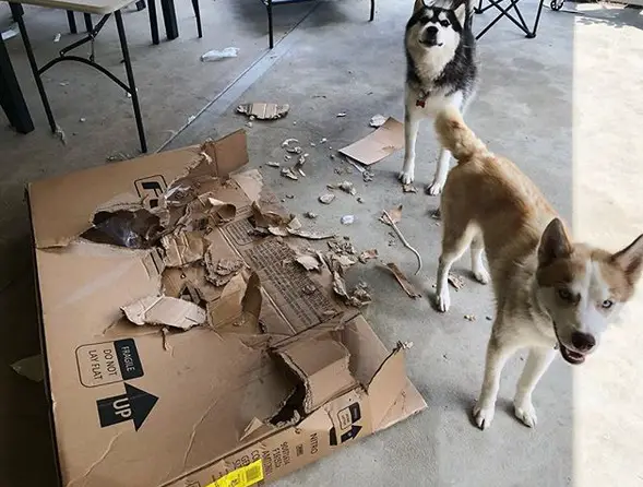 two Huskies standing next to the torn rectangular large box