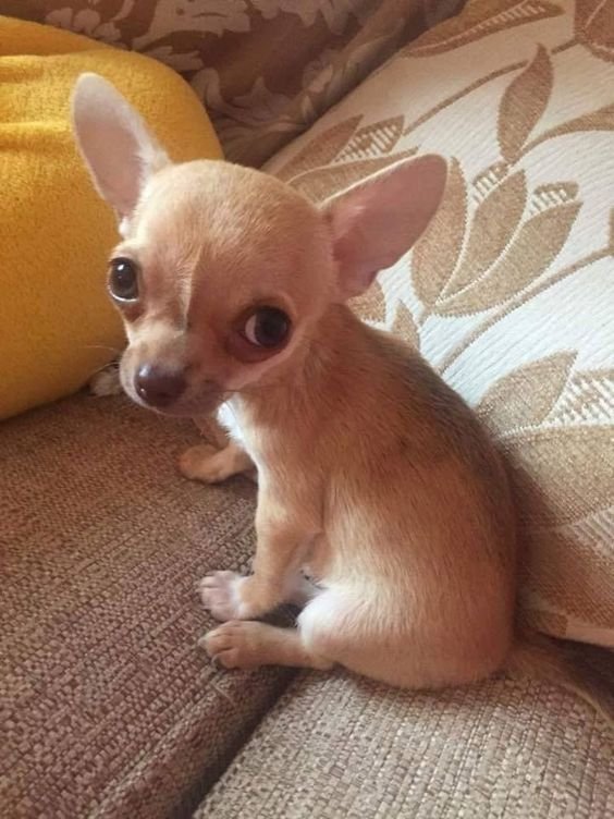 Chihuahua puppy sitting on top of the couch