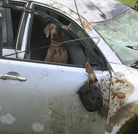 Weimaraner sitting in the passenger seat of a crashed car