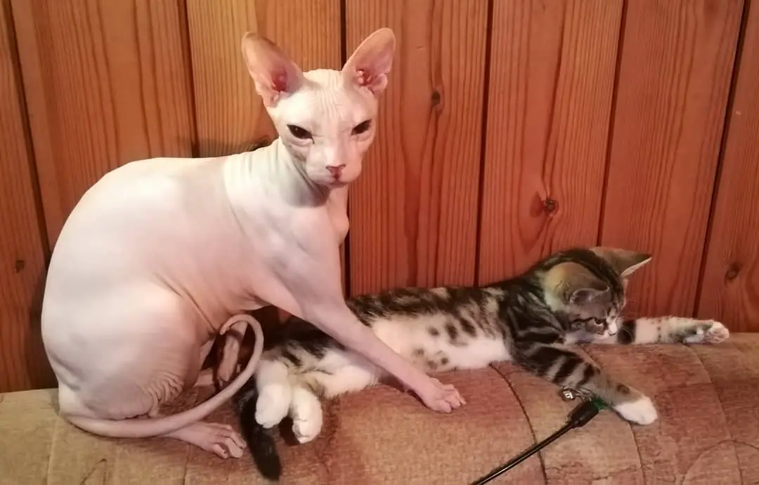 Sphynx Cat beside another cat
