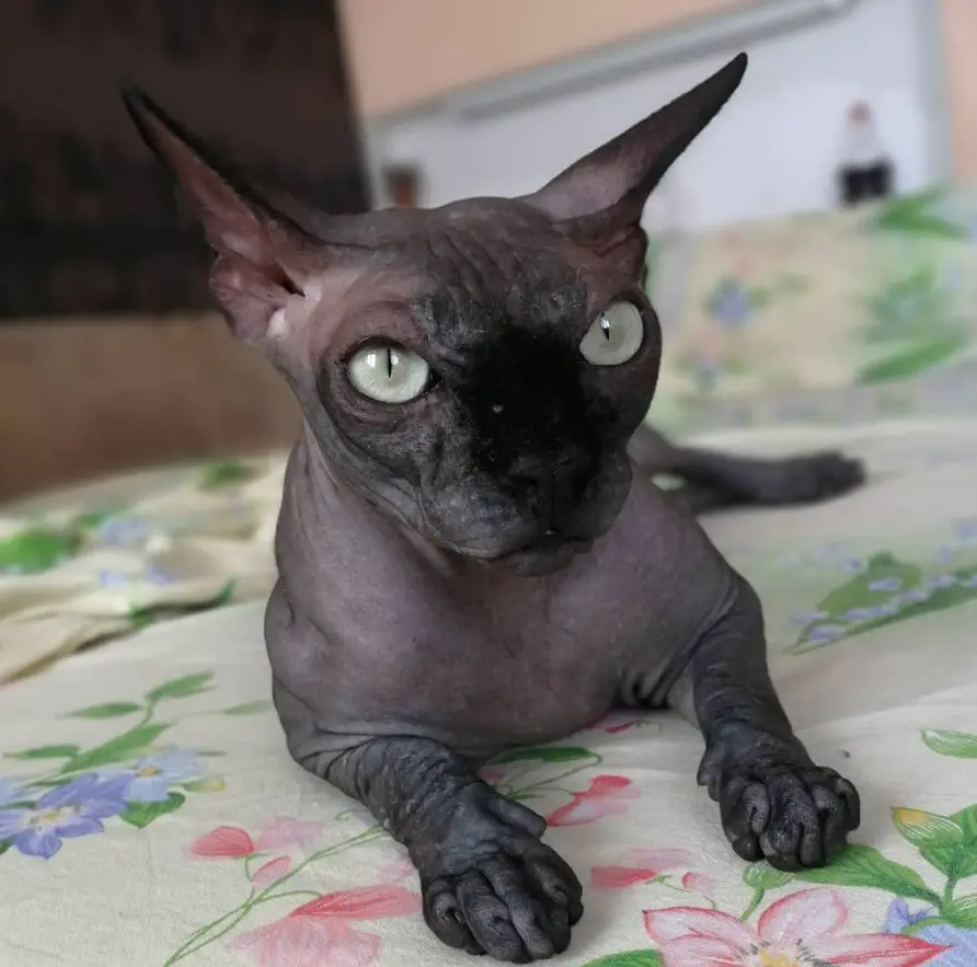 12 Human Foods Sphynx Cats Should Never Eat! - The Paws