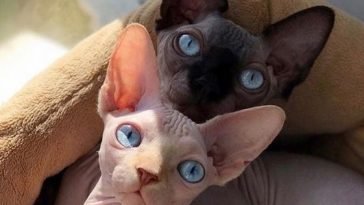 15 Reasons Why Sphynx Cats Are Not Just Cool They Re Super Cool The Paws