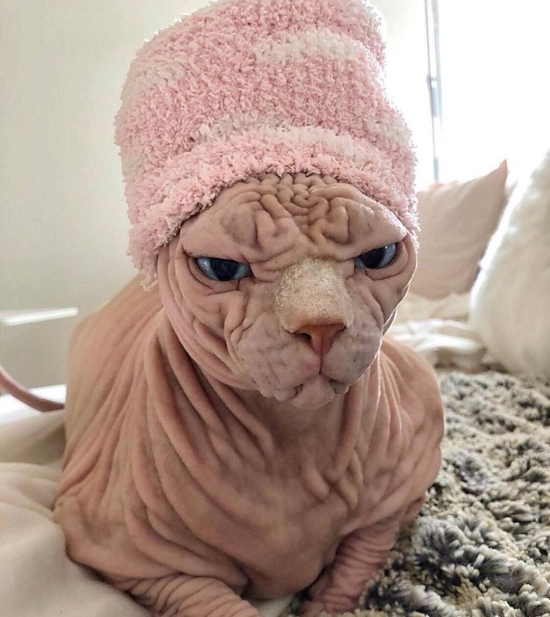 Sphynx Cat lying on the bed wear a beanie