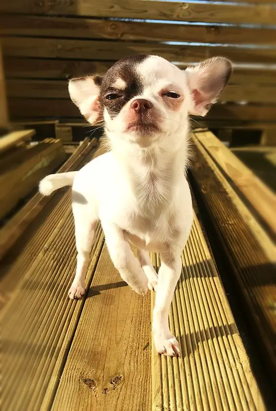Chihuahua walking in the pile of woods under the sun