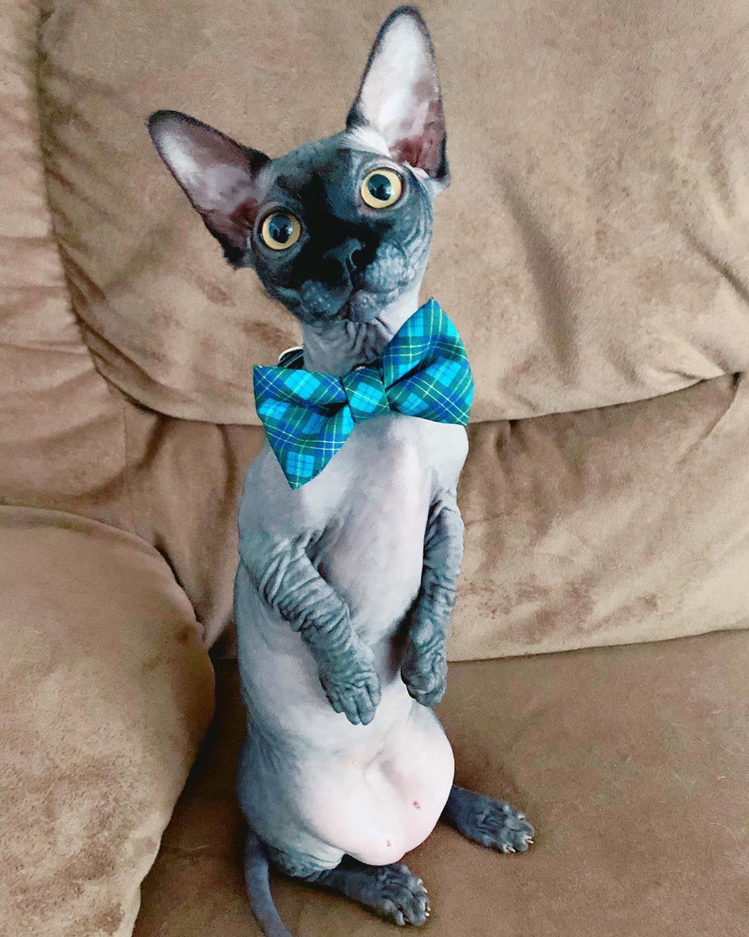 Sphynx Cat wearing a ribbon tie while sitting on the couch