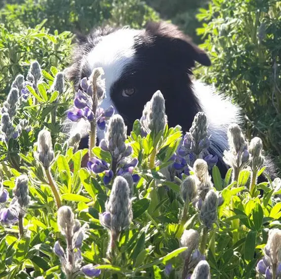 A Border Collie hiding behind the flowers in the garden