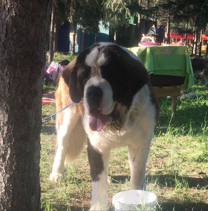 A St. Bernard standing under the tree