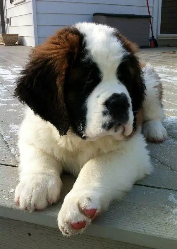 A St. Bernard puppy lying on the wooden floor in the front porch