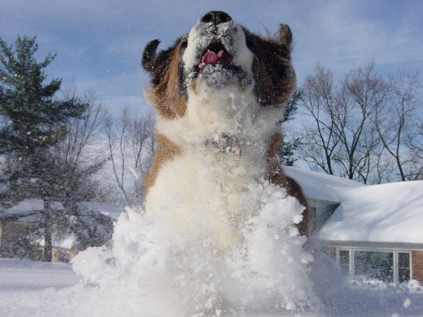 A St. Bernard running in snow outdoors