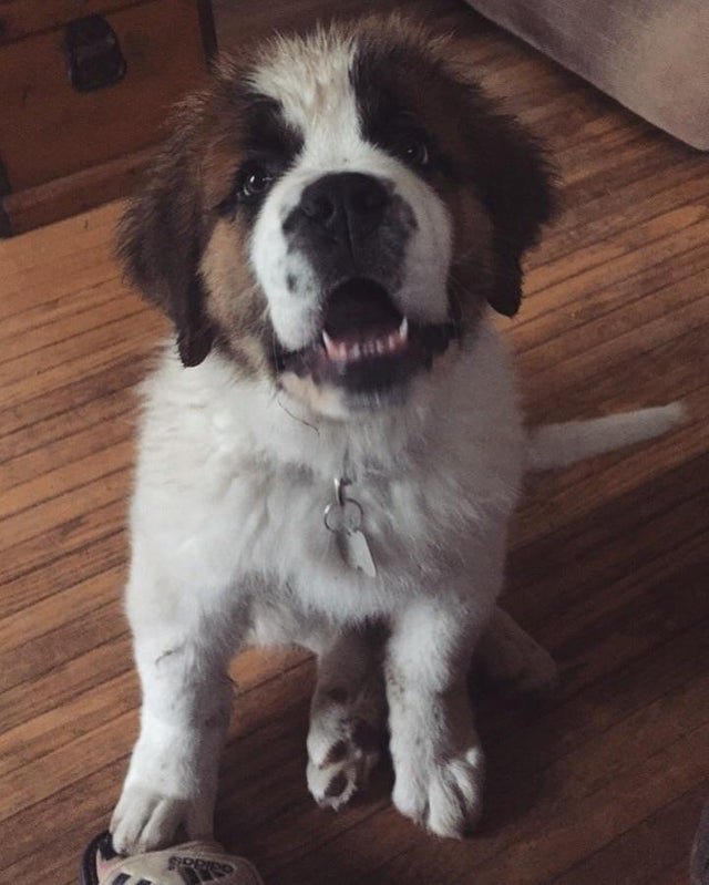 A St. Bernard puppy sitting on the wooden floor