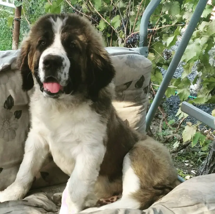 A St. Bernard sitting on the chair in the garden