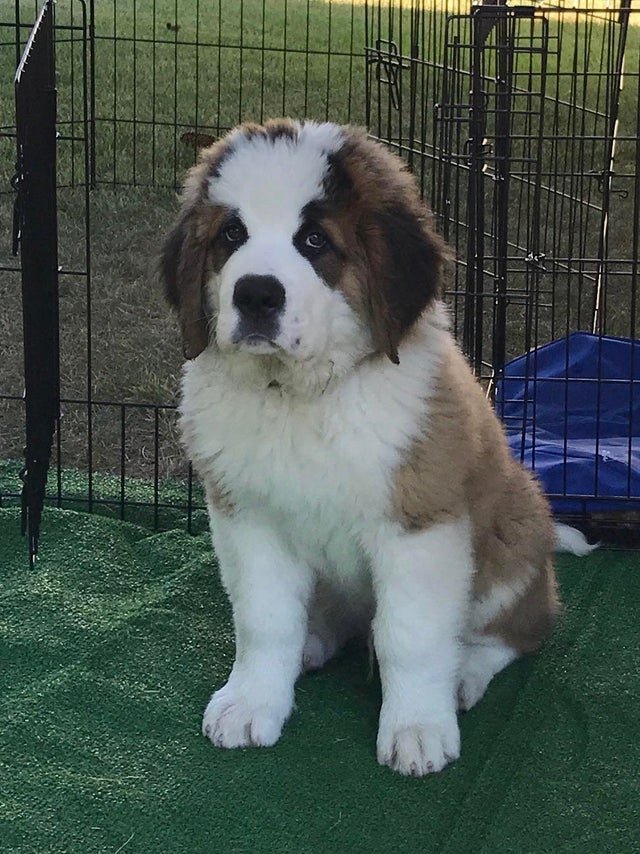 A St. Bernard puppy sitting inside the crate