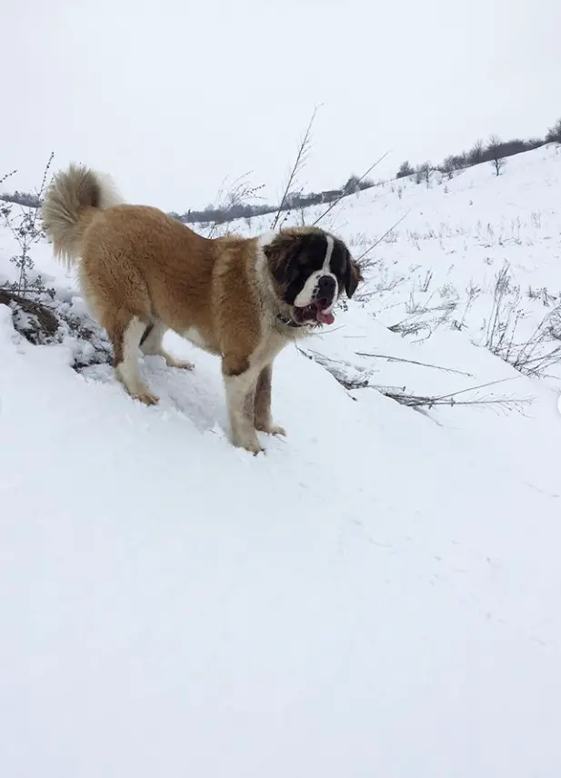 A St. Bernard standing in the mountain during winter
