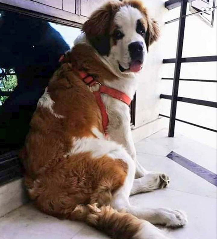 A St. Bernard sitting in the balcony