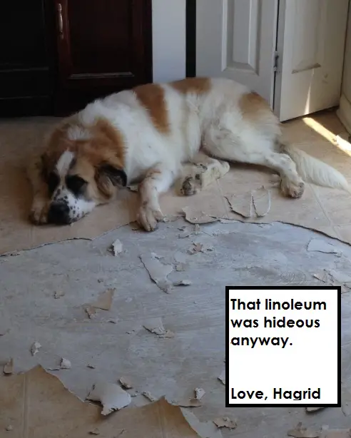 A St. Bernard sleeping on the floor with torn floor photo and with caption - the linoleum was hideous anyway. Love, Hagrid