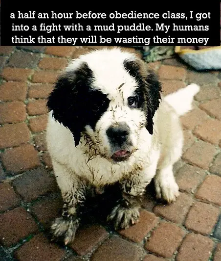 A St. Bernard puppy sitting on the pavement with caption - a half an hour before obedience class, I got into a fight with a mud puddle. My humans think that they will be wasting their money
