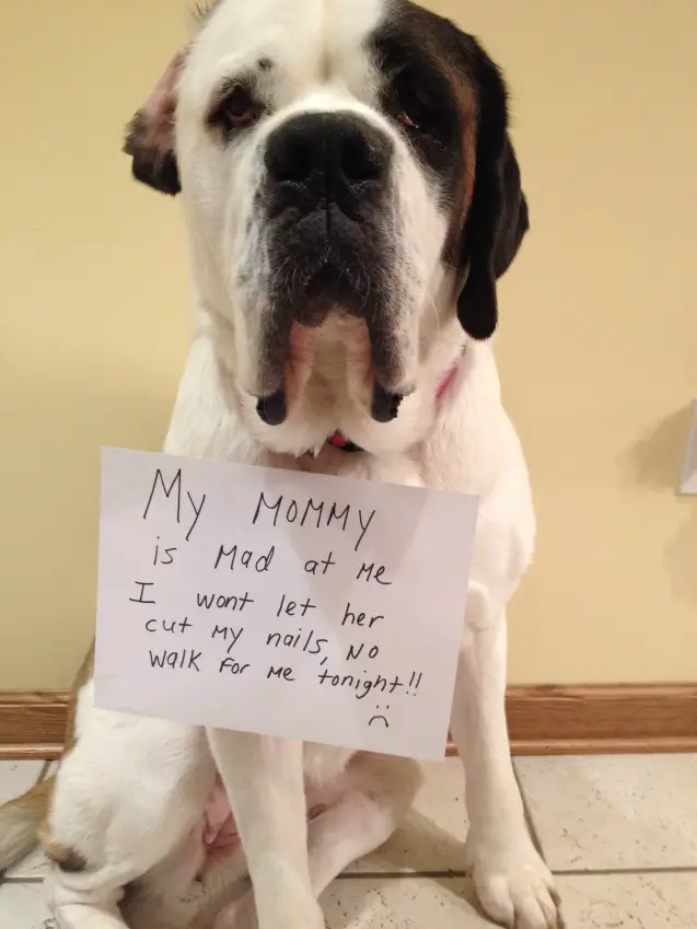 A St. Bernard wearing a note that says - My mommy is mad at me I won't let her cut my nails, no walk for me tonight!! while sitting on the floor
