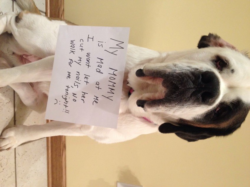 A St. Bernard wearing a note that says - My mommy is mad at me I won't let her cut my nails, no walk for me tonight!! while sitting on the floor