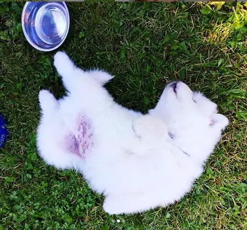 A Samoyed puppy lying on its back on the grass with its empty bowl near its foot