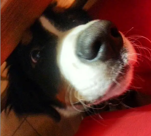 A Bernese Mountain Dog sitting under the table while peeking with its begging face