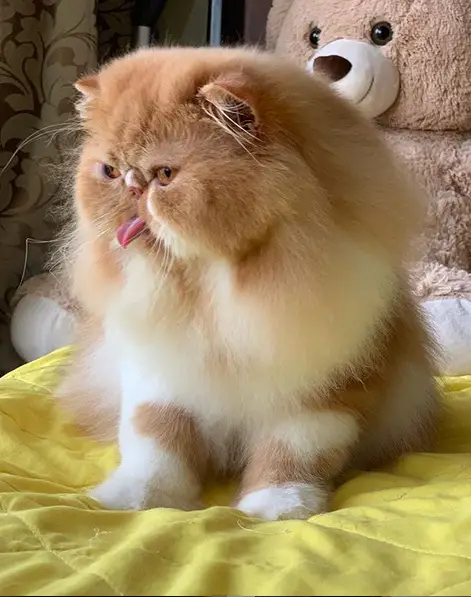 Persian Cat sitting on the bed while sticking its tongue out