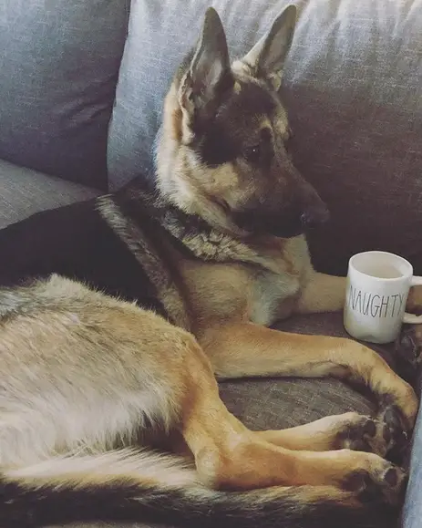 A German Shepherd lying on the couch with a coffee mug that has a print - Naughty