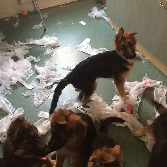 A German Shepherd puppy standing on the floor with ripped plastic bags around him