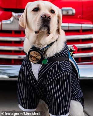 A Labrador wearing a formal outfit