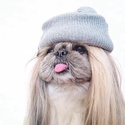 Pekingese wearing a gray beanie while sticking its tongue out