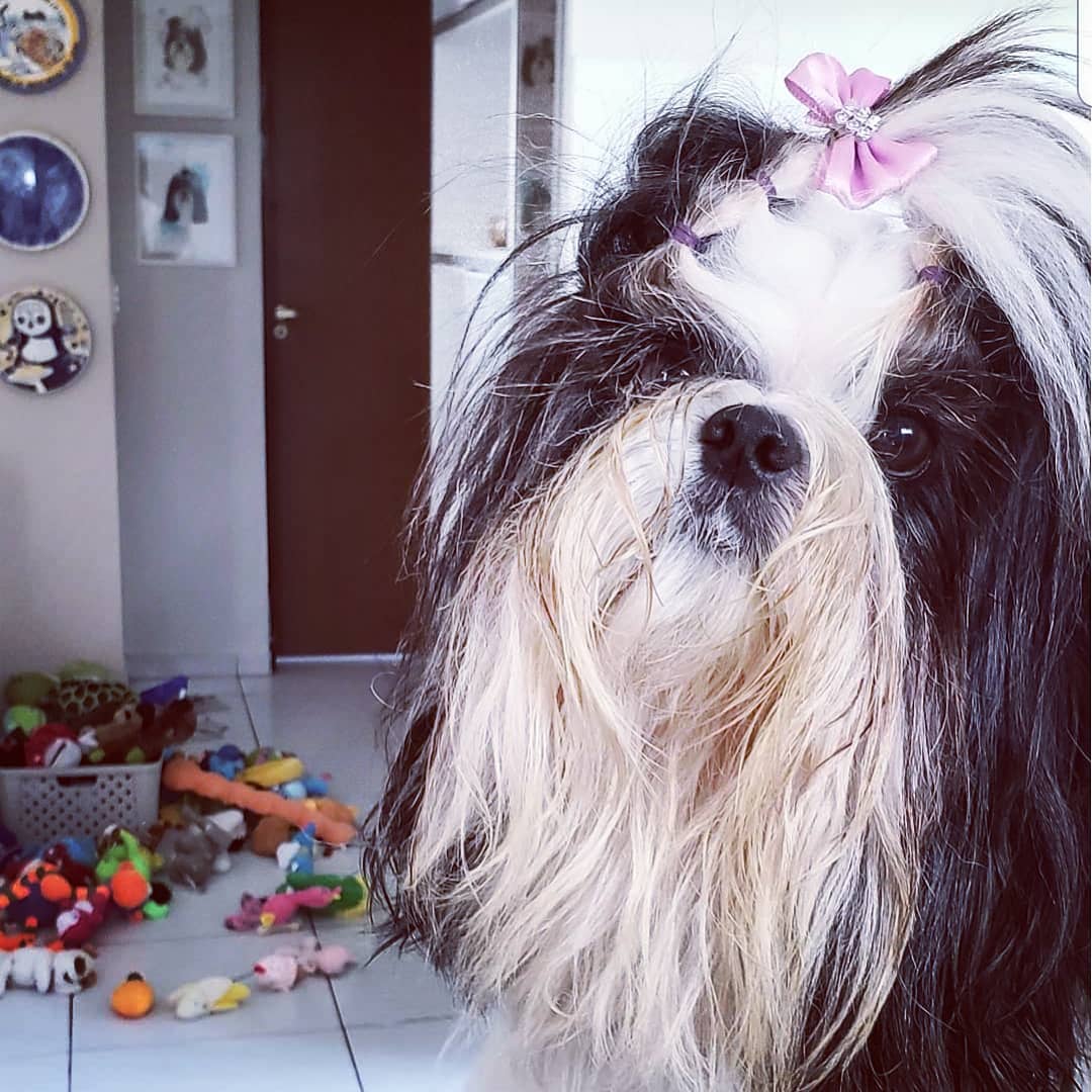 a shaggy Shih Tzu with scattered toys on the floor behind her