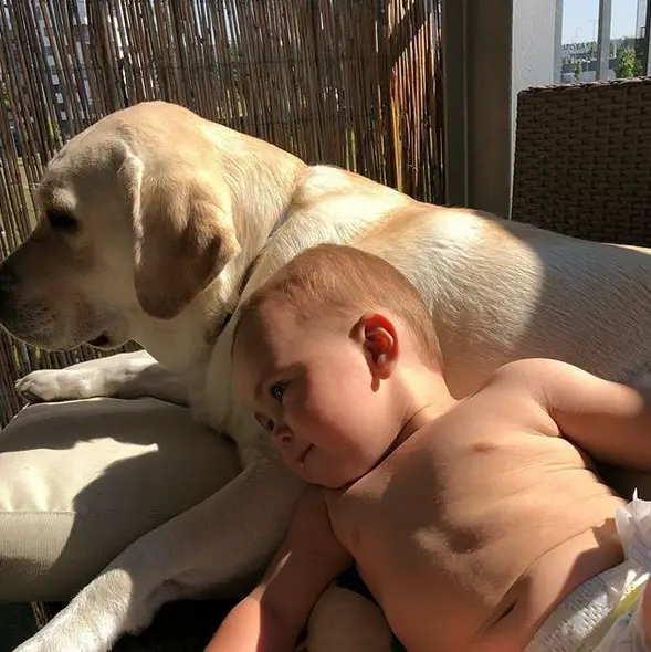 A yellow Labrador lying on the couch outdoors under the sun with a baby