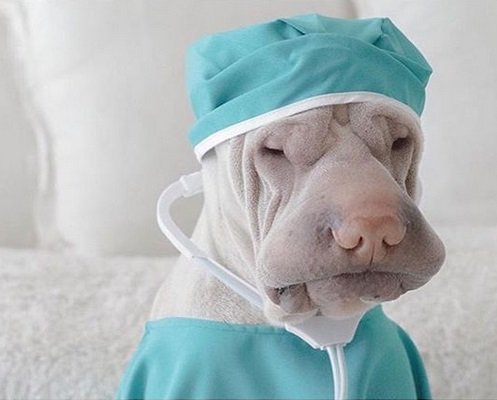 A Shar Pei wearing a scrub