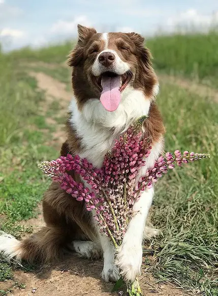 A Border Collie with a bunch of purple flower while sitting on the grass and smiling