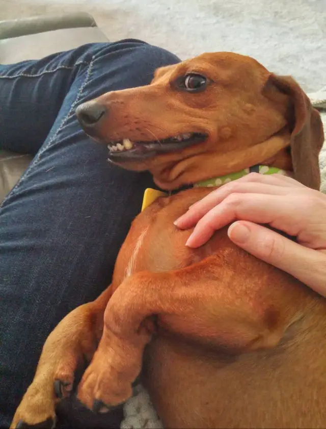 A brown Dachshund lying on the lap of a person sitting on the couch